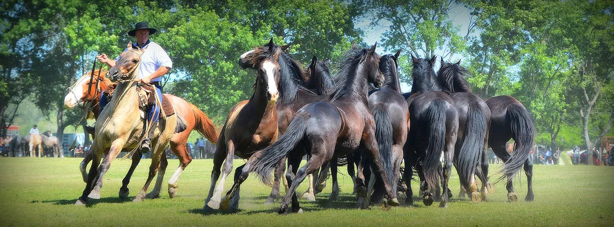 10 Best San Antonio Areco Gaucho Tours & Activities