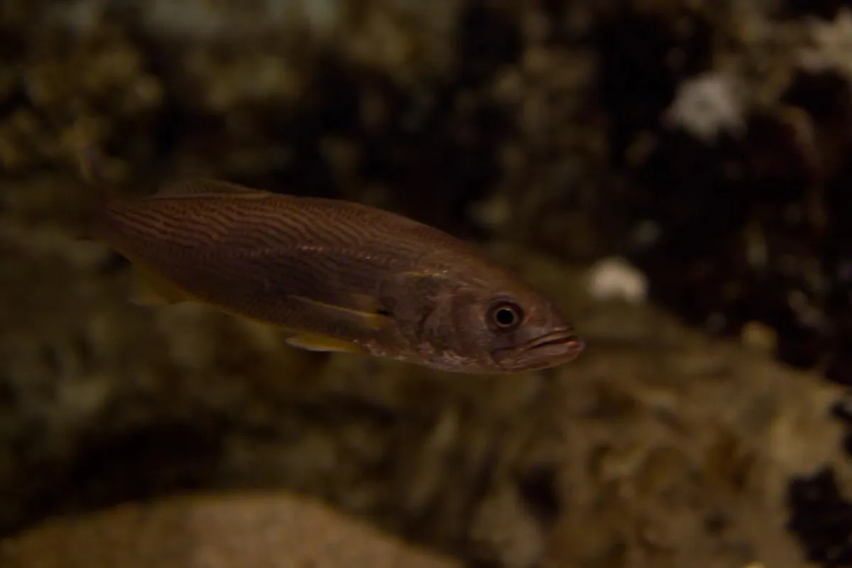 Essential Temaiken Biopark Visiting Guide: 10 Top Highlights