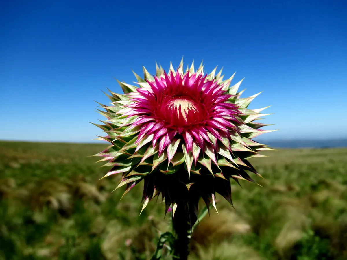 Quebrada del Condorito Hiking Guide: 9 Best Trails & Tips