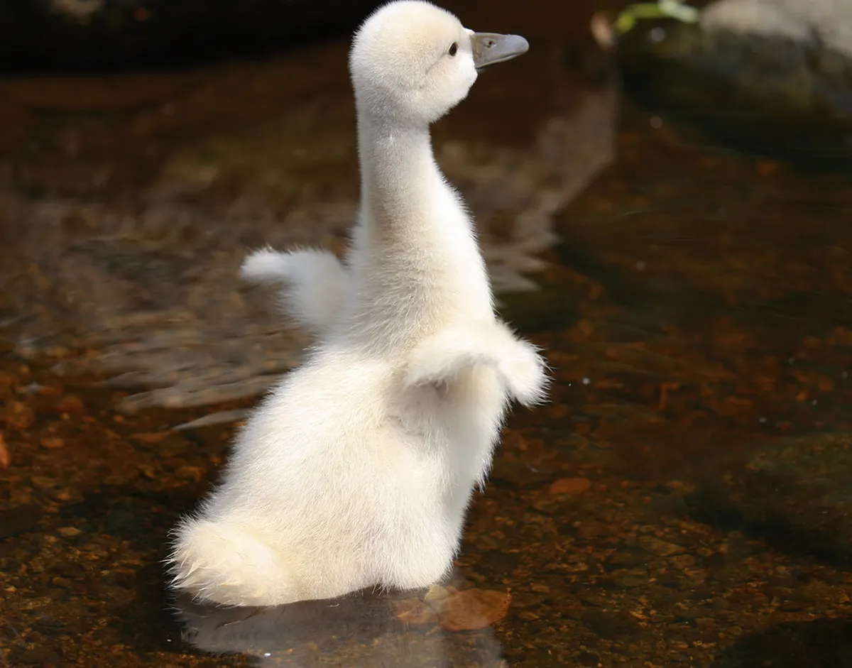 How Tall is the Spegazzini Glacier Wall?