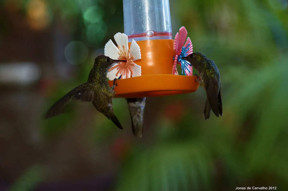 Jardin de los Picaflores Guide: 10 Best Iguazú Sights