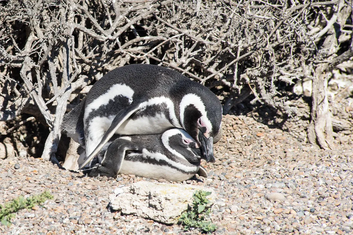 Seeing Estancia San Lorenzo Penguins: Top 10 Things to Do