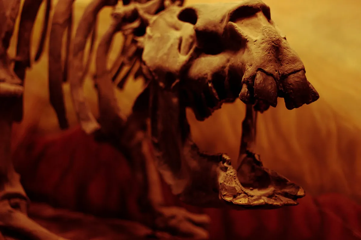 Trelew MEF Dinosaur Museum: 10 Highlights and Nearby Gems