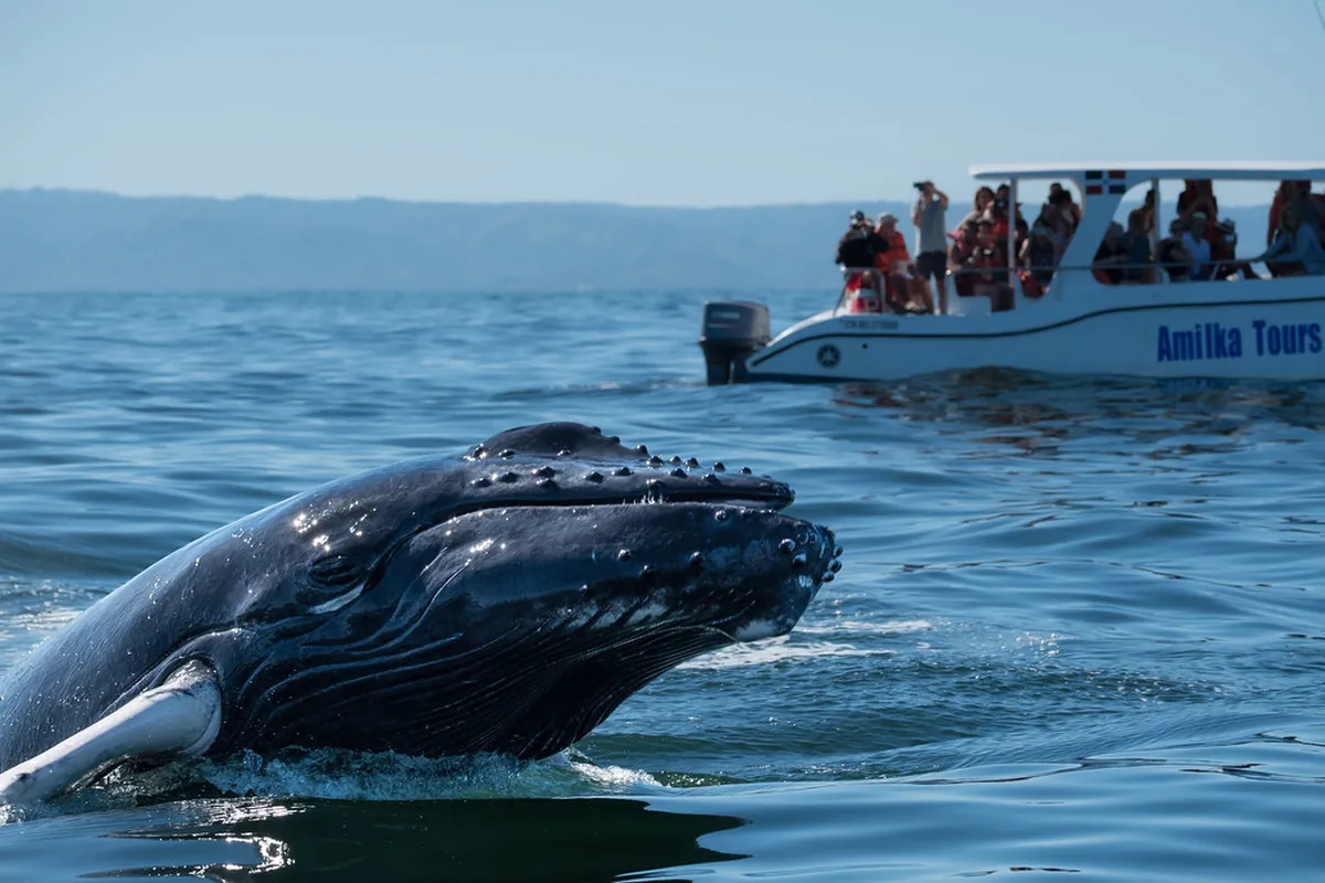 Shore Whale Watching at El Doradillo Beach: 2026 Guide