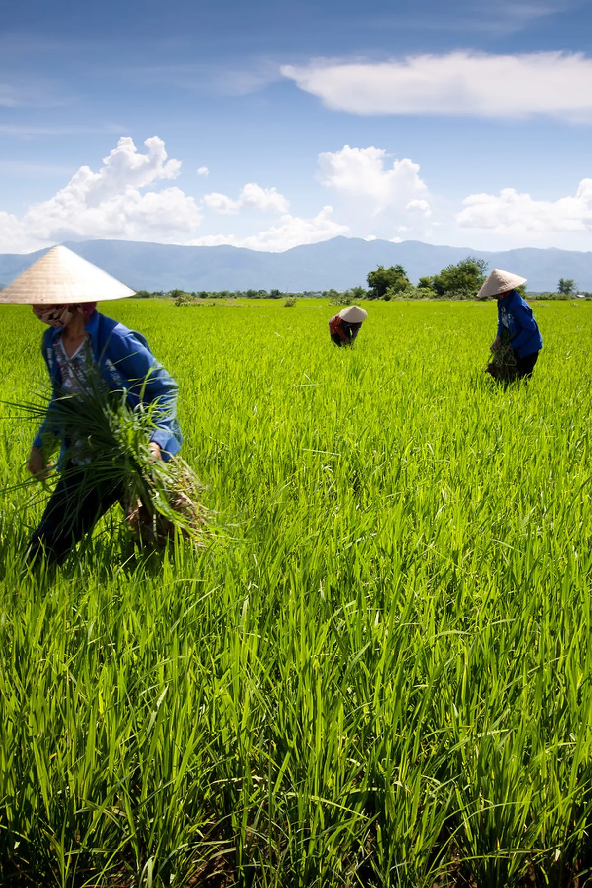 Authentic Argentine Gaucho Experiences near Rosario