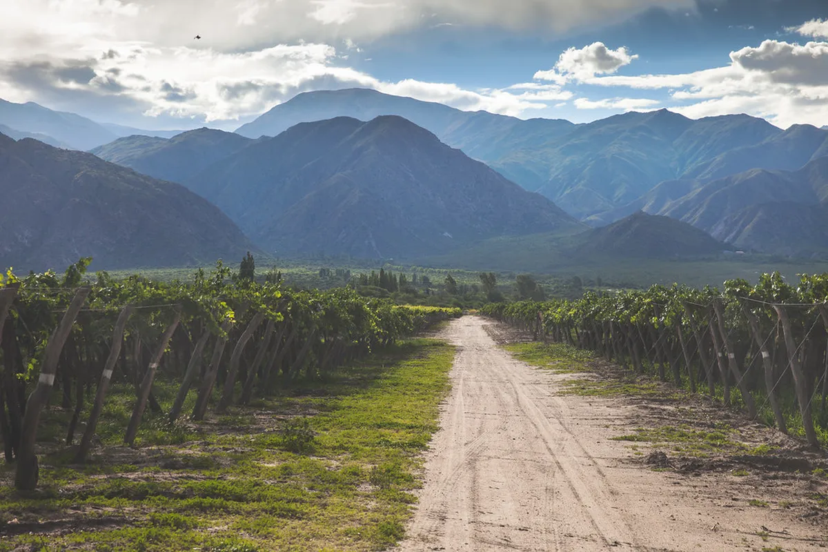 Cafayate Wine Region Guide: 11 Best Things to Do