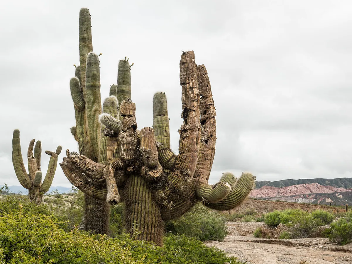Los Cardones Park Guide: 10 Best Things to See and Do