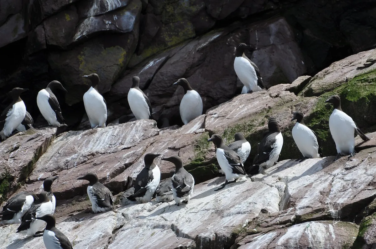 Best Penguin Watching Tours in Ushuaia Compared
