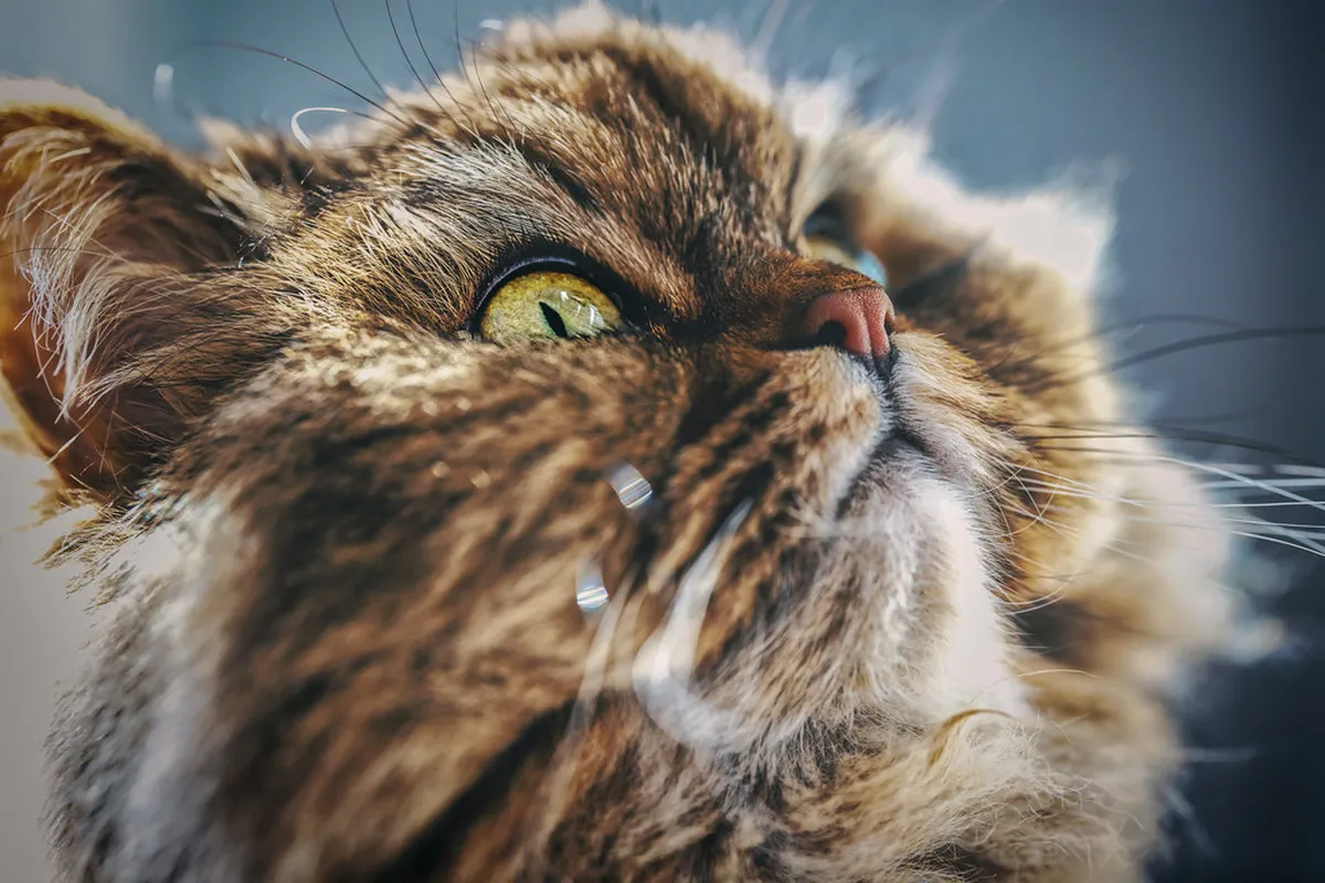 Misti Volcano Climbing Guide 2026: Essential Peak Tips