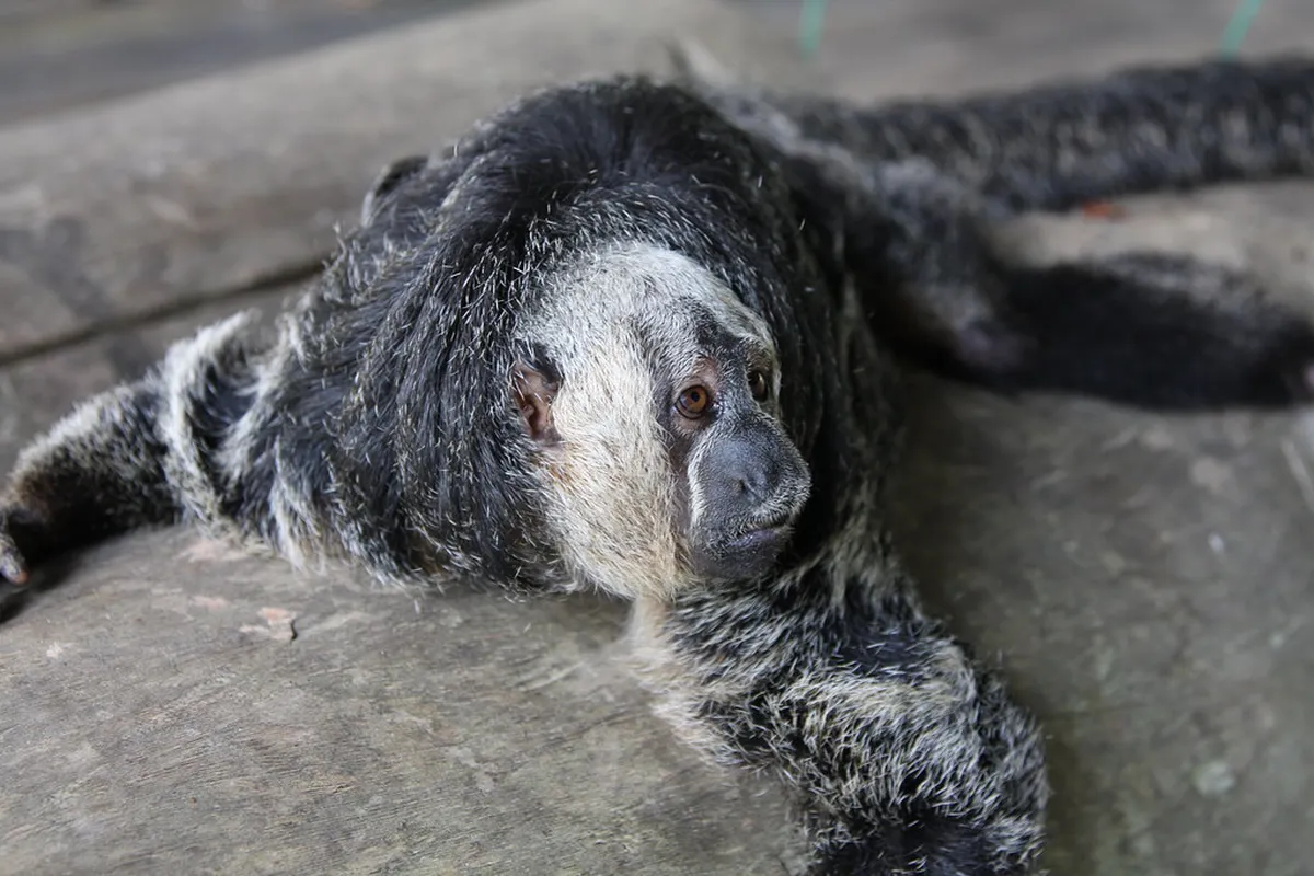 Monkey Island Iquitos Day Trip: Ultimate 2026 Itinerary