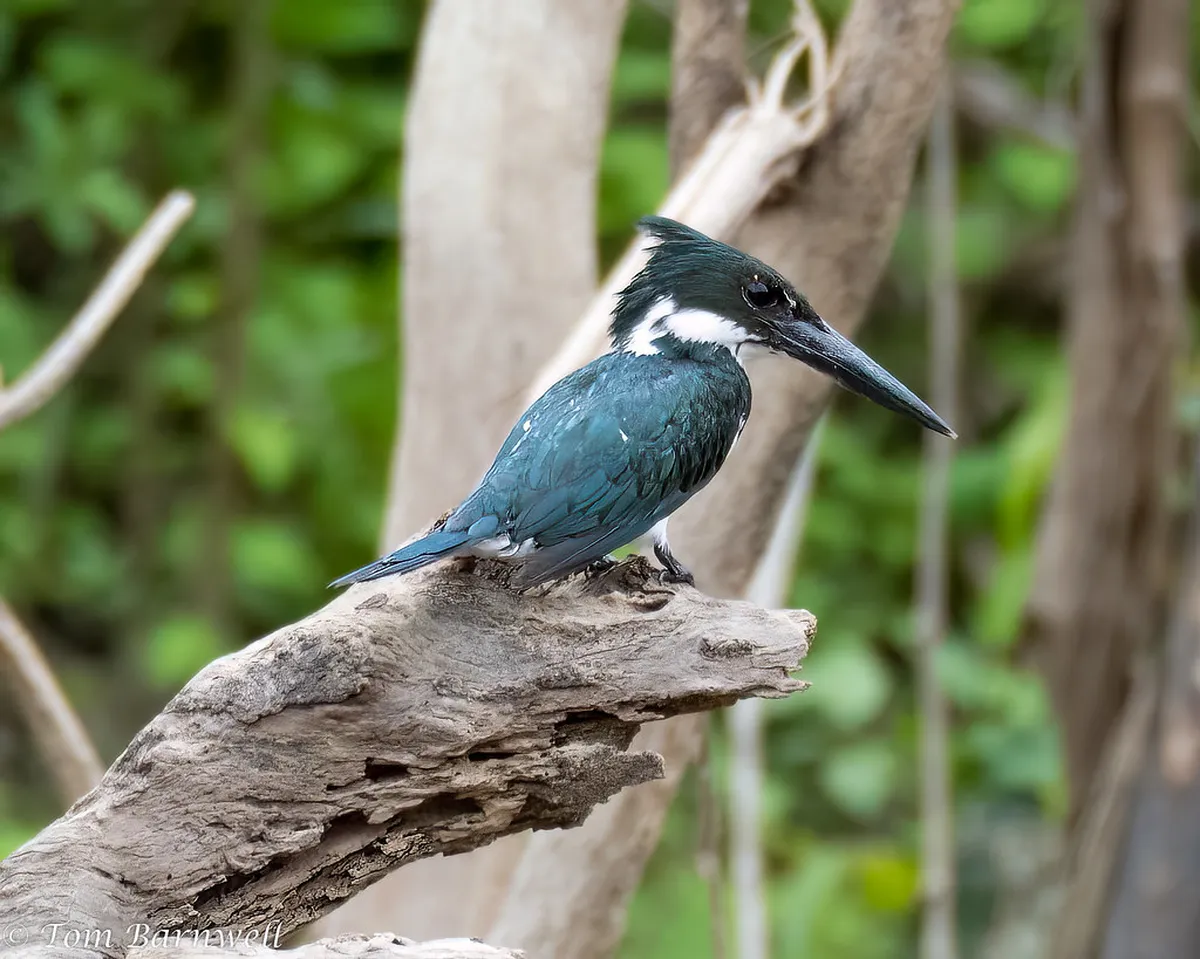 Best Pacaya Samiria National Reserve Tours | Iquitos 2026 Guide