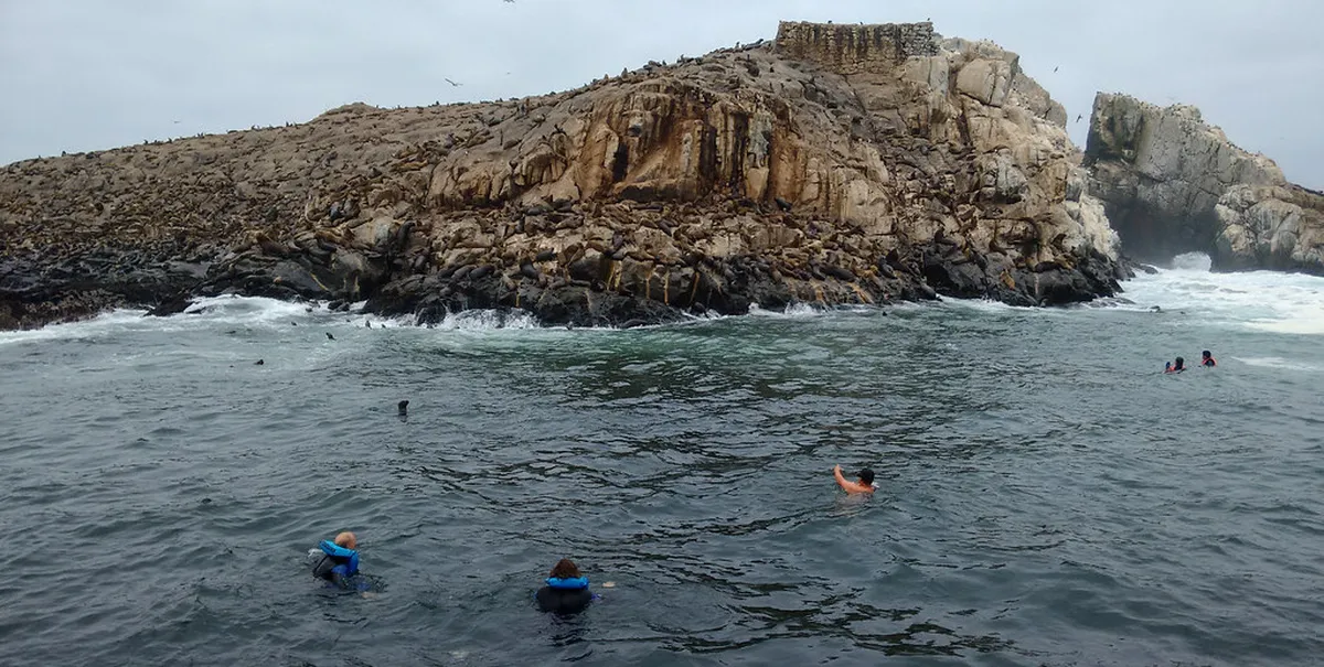 Swimming with Sea Lions in Palomino Islands Peru Guide