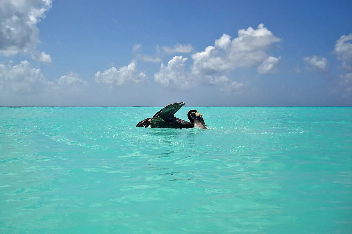 Swimming with Turtles El Ñuro: 12 Best Local Things to Do