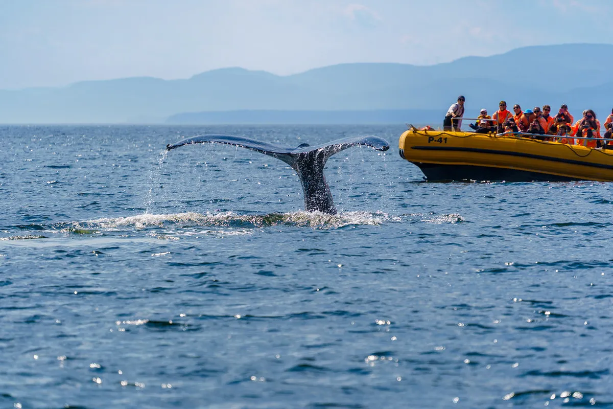 9 Best Whale Watching Tours Máncora 2026