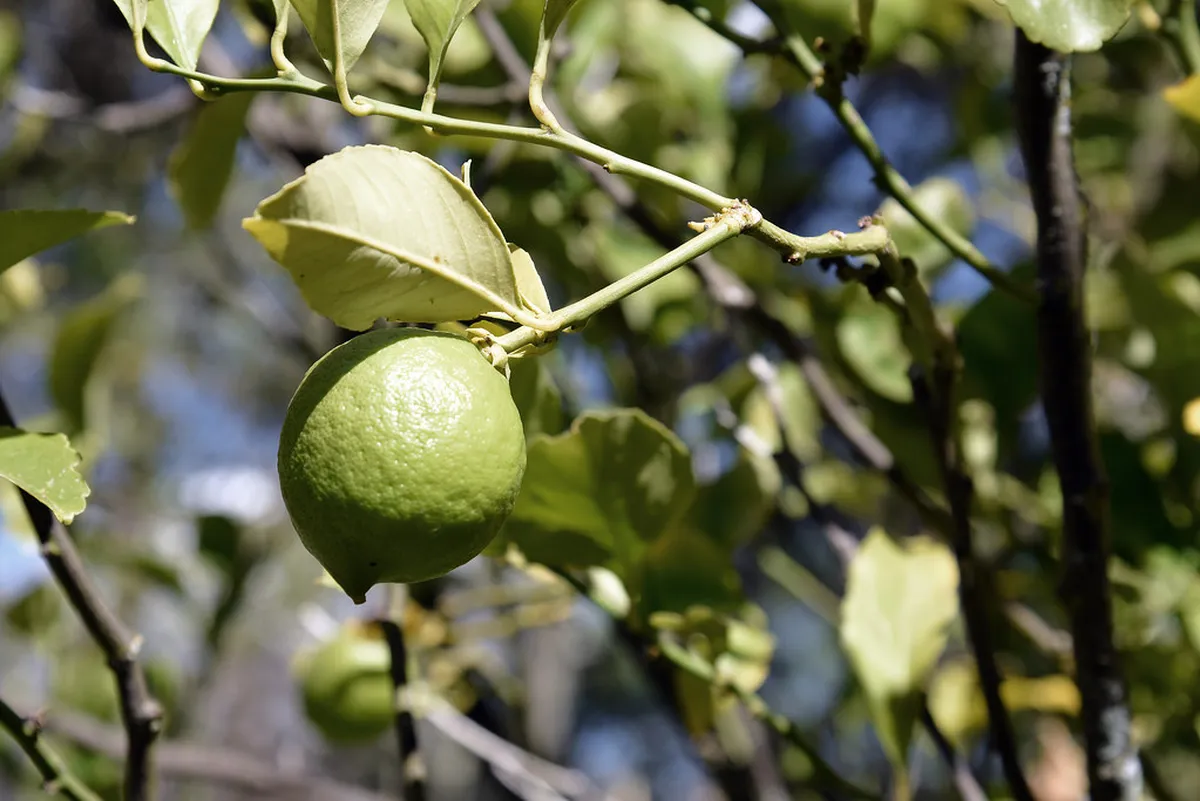 Living Inca Village History: Guide to Ollantaytambo