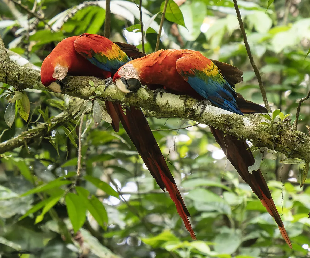 10 Best Macaw Clay Lick Trips Near Puerto Maldonado