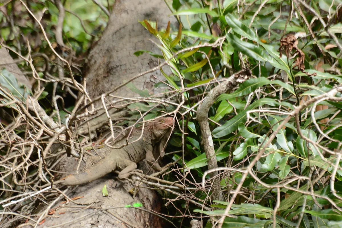 Monkey Island Tour Puerto Maldonado: 10 Best Experiences