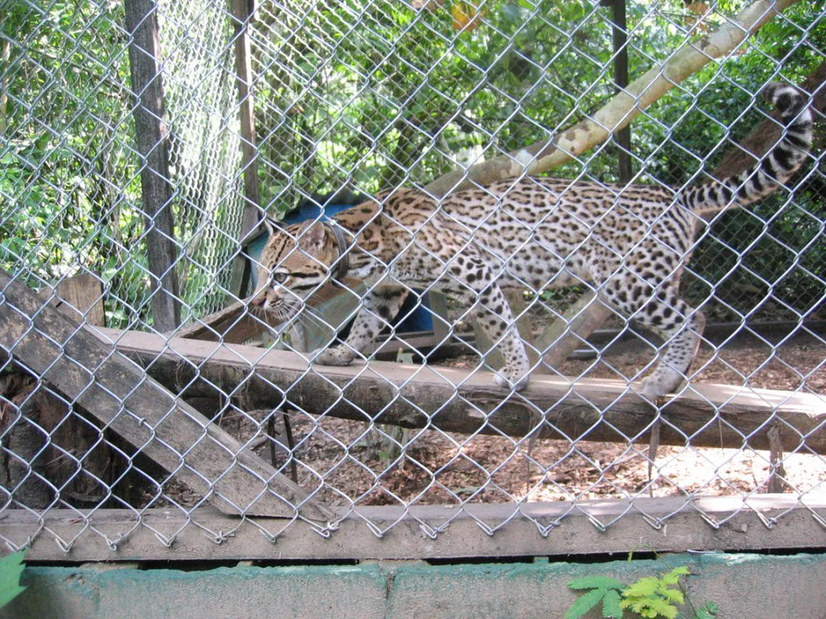 Full Taricaya Ecological Reserve Guide: 10 Top Experiences