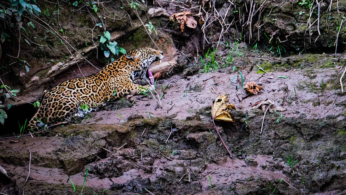 10 Amazing Things to See in Tambopata National Reserve