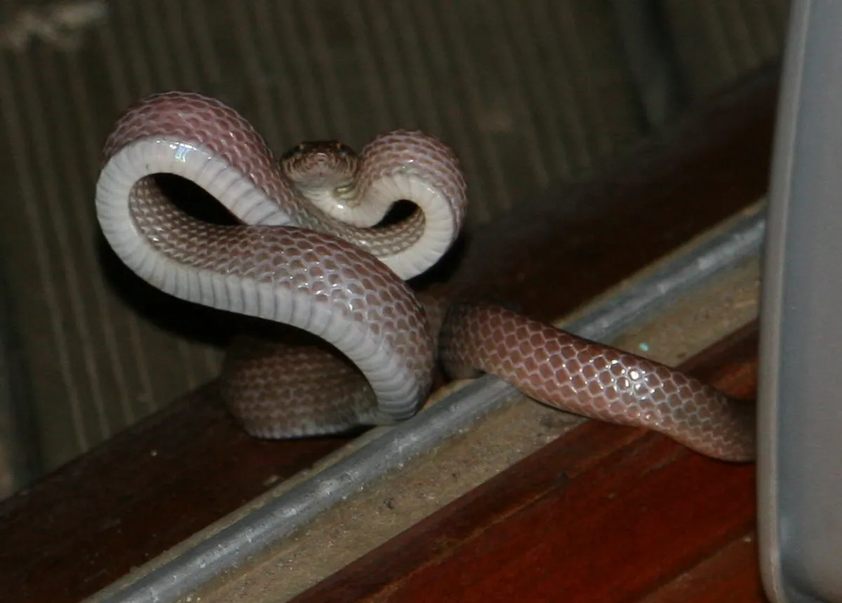 Booking Santa Lucia Wetlands Boat Tours: 2026 Guide