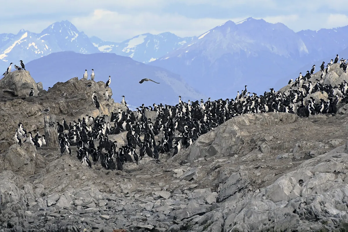 Where to See Sea Lions in Punta del Este: 10 Best Spots