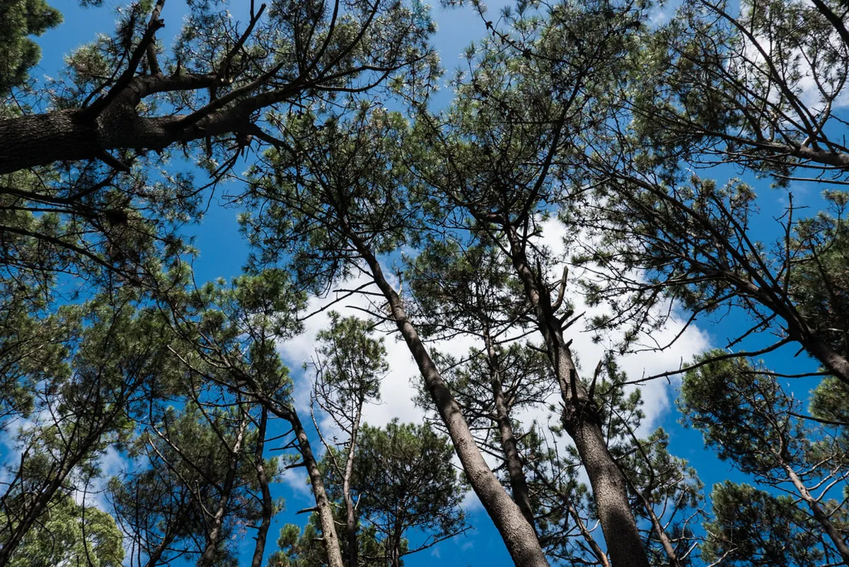 10 Best Arboretum Lussich Hiking Trails & Sights 2026