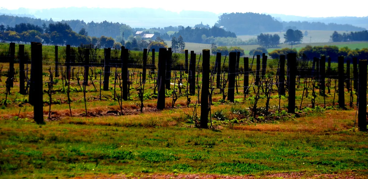 Are Punta del Este Winery Tours Worth It? 2026 Guide