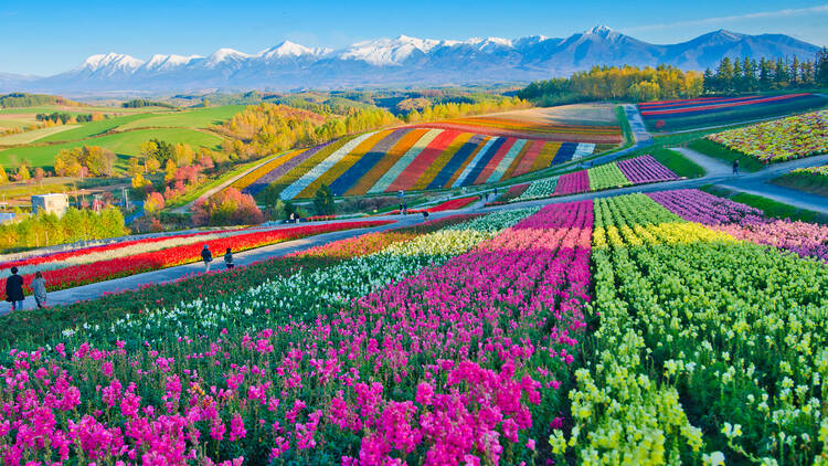 1. Hokkaido: Japan's Summer Paradise