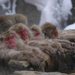 snow monkey tour hakuba