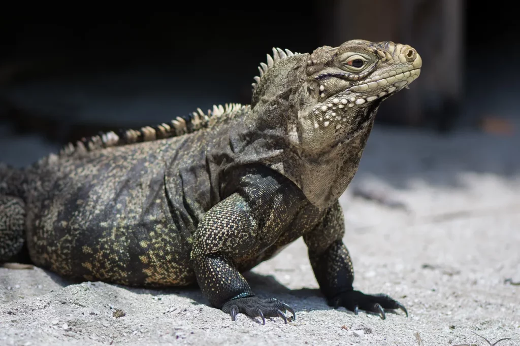 attractions in Trinidad